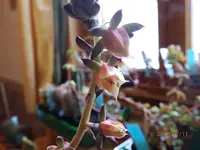 PB110016.webp