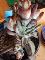 PB110019.webp