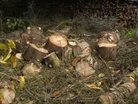 BILD8487.webp