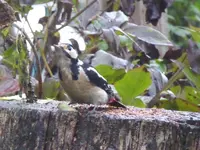 P1090860.webp