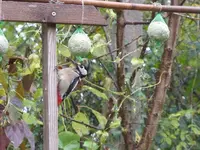 P1100110.webp