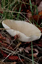tellerpilz.webp