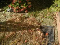 DSCN7545.jpg