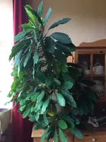 Palm 01.jpg