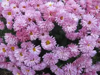 rotes Julchen.webp