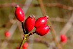 2017-11-14-2944 - Kopie.jpg