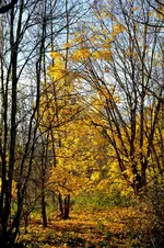 2017-11-14-2964 - Kopie.webp