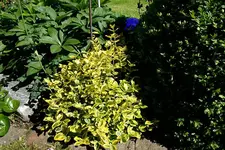 Kriechspindel0107.webp