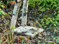 DSCF0642 (2).webp