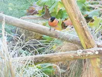 DSCF0651 (2).webp