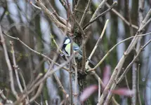 Kohlmeise.webp Kohlmeise.webp