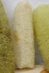 Luffa.jpg