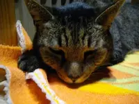 IMGP5500.webp