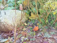 DSCF0654 (2).webp