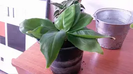 0001_Ableger2.webp