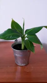 0001_Ableger1.webp