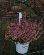 Heiden_die immer noch blühen2_still life_800.webp