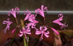 Nerine_pink_in voller Blüte_800.JPG