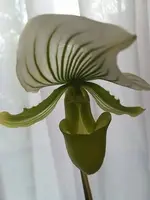 Paphiopedilum Maudiae Femma.webp