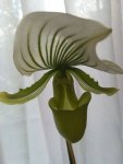 Paphiopedilum Maudiae Femma.jpg