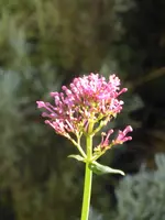 P1080188Spornblume.webp