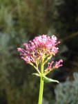 P1080188Spornblume.jpg