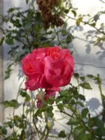 P1080186Rosarium Uetersen.webp