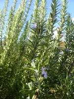 P1080198Rosmarin.jpg