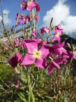P1080196Levkoje.webp