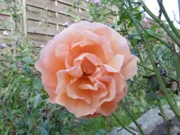 P1020154rose.jpg