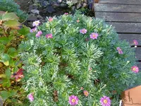 P1000152mageritte.webp
