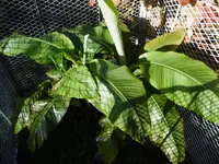 P1000148Bananenpalmen.webp
