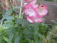 P1020164.jpg