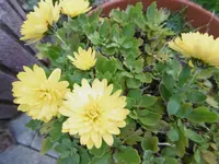 P1020163.webp