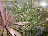 P1020159GWH.webp