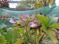 P1020156hotensie.webp