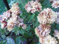 P1020169.webp