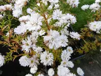 P1020168.webp