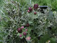 P1020167.webp