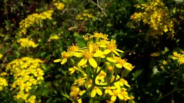 20171117_162726.webp