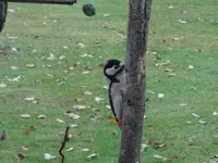 DSC02462.webp