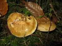 001_1024x768.webp