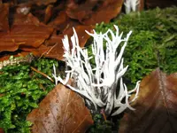 008_1024x768.JPG