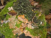bunte mischung_1024x768.webp
