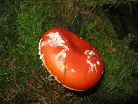 fliege_1024x768.webp