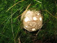 grauer wulstling_1024x768.webp