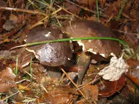 raufüße_1024x768.webp