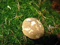 rotfuss_1024x768.webp