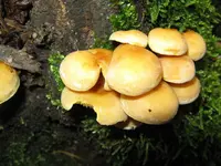 schwefelköpfe_1024x768.webp