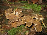 trompeten_1024x768.webp